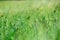 Green field of spikelets in summer. Green ears of wheat on field in ripening period