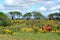 Green field in spring