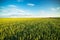 Green field of sprouting wheat