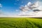 Green field of sprouting wheat