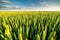 Green field of sprouting wheat