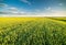 Green field of sprouting wheat