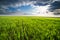 Green field of sprouting wheat, agricultural landscape