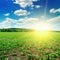 Green field of sugar beet and bright sunrise