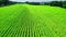 Green field of sunflowers. Agriculture in Poland.