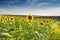 Green field, sunflowers, blue sky