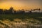 Green field at sunrise. Rice field under sun light