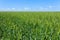 Green field with tall grass and green wheat with blue sky a