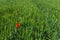 Green field of tall grass and wheat with one lonely red poppy