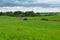 Green field in thick weather in early autumn