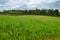 Green field in thick weather in early autumn