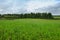 Green field in thick weather in early autumn