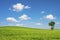 Green field and tree with blue sky cloud