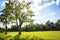 Green field, tree and blue sky.Great as a background,web banner