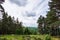 Green field in-between trees overlooking a grassy hill