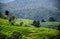 Green field view at Pa Pong Piang Rice Terraces, Mae Chaem, Chiang Mai