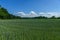 Green field of wheat filled with blue cornflowers