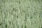 Green field of wheat heads