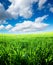 Green field and white clouds