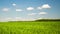 Green field with white clouds and green grass