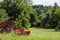 Green field, white flowers, and red farm equipment on a sunny day