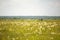 Green field with white flowers in summer. A tractor collects grass in round stacks in the background. Harvesting, agricultural mac