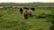 Green field and wild cows