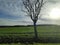 Green Field in winter