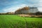 Green field with winter corn, autumn trees and white clouds on the sky