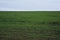 Green field with winter crops under cloudy sky