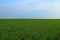 Green field of winter grain continuing to horizon blue sky