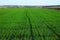 Green field of winter grain continuing to horizon blue sky