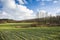 Green field with winter grain, forest and blue sky