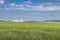 Green field of winter wheat on blue cloudy sky background in spring in sunny day, high-rise Ñity buildings on the horizon