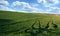 green field of winter wheat with traces of agricultural machinery