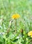 Green field with yellow dandelion. Closeup of yellow spring flower on the ground