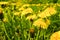 Green field with yellow dandelions. Blurred background