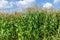 Green field of young corn