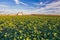 Green field of young rapeseed shoots and a new grain elevator on the horizon