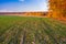 Green field of young sprouts of winter wheat on the edge of autumn forest. Trees in autumn colors on the horizon. Beautiful autumn