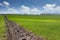 Green field with young wheat with blue sky at the
