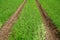 Green field with young wheat plant and tractor track