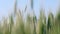 Green field with young wheat under blue sky. Technology innovation in agricultural industry.