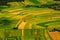 Green fields aerial view before harvest