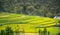 Green Fields of crops showing step farming pattern