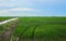 Green fields cultivated with rice plants. July in the Albufera of Valencia