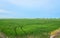 Green fields cultivated with rice plants. July in the Albufera of Valencia