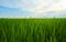 Green fields cultivated with rice plants. July in the Albufera of Valencia