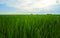 Green fields cultivated with rice plants. July in the Albufera of Valencia