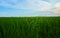 Green fields cultivated with rice plants. July in the Albufera of Valencia